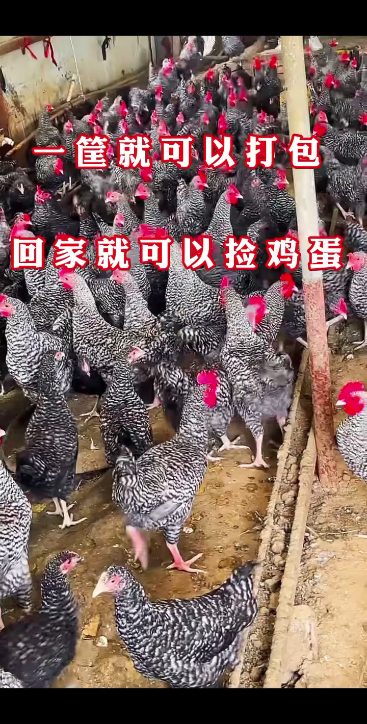 回家就可以下蛋的芦花鸡,你想养吗?惨了,都是绿壳蛋