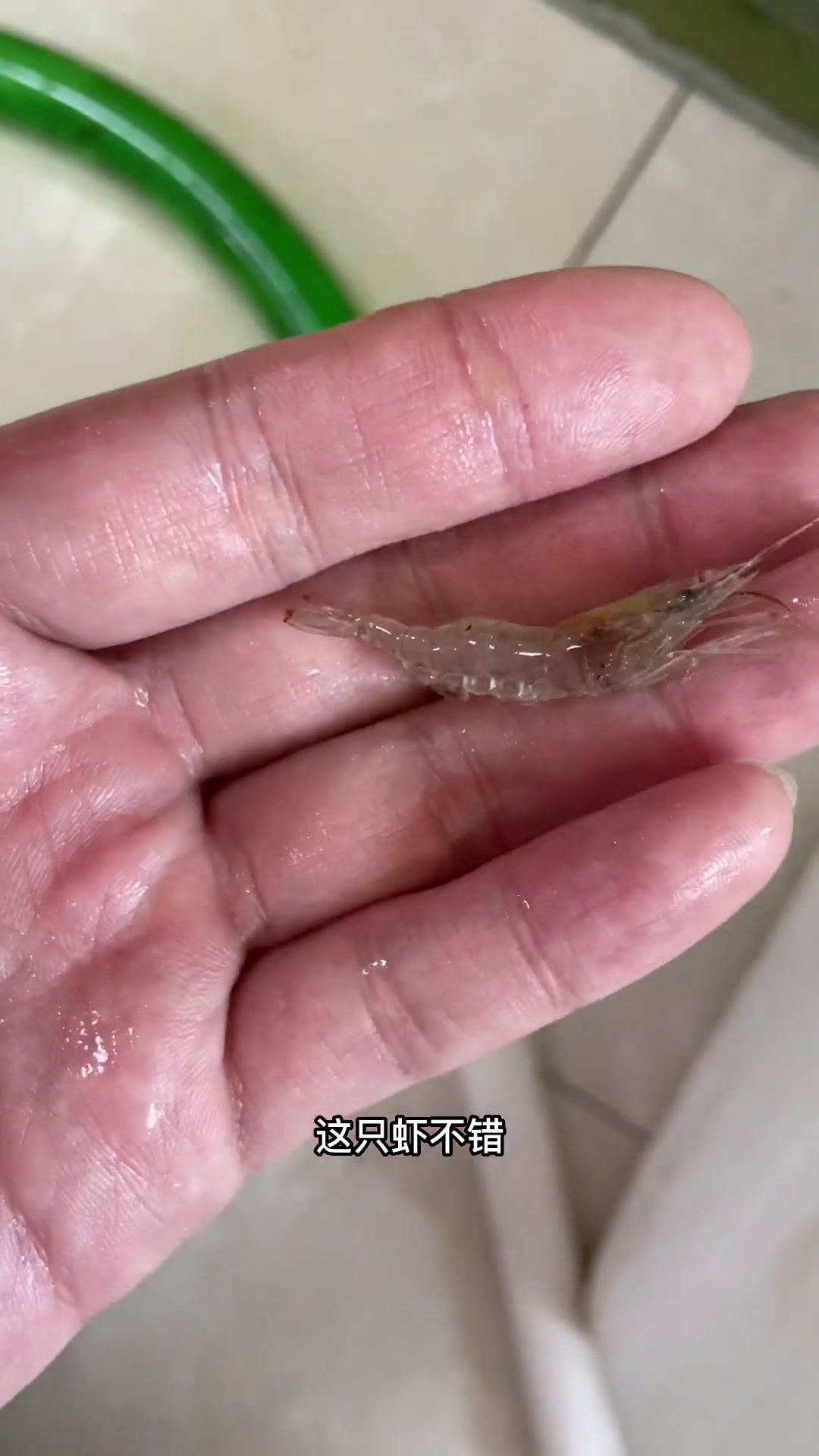 短蛸章鱼好玩又可爱,互动最好