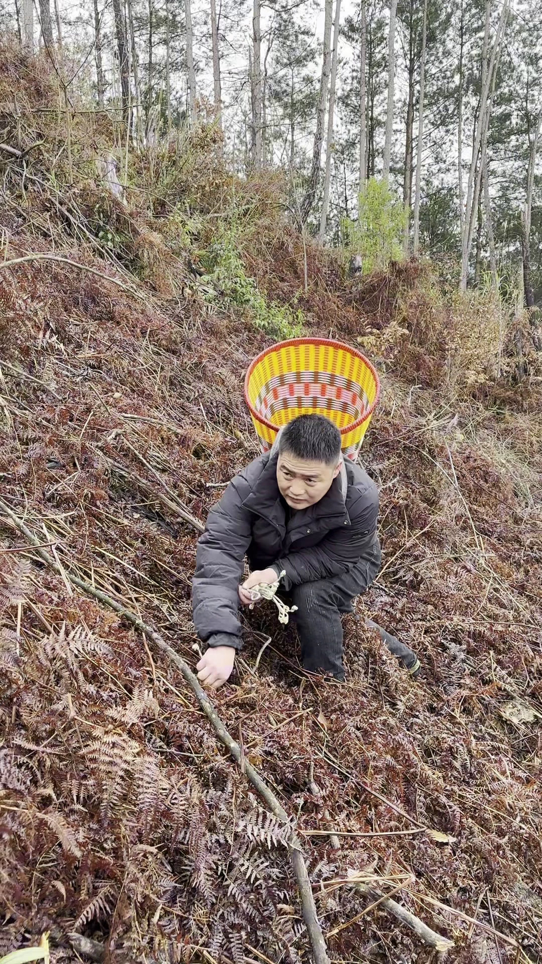 春风拂过山岗,也在悄然生长,25年的山野菜我们已经吃上了