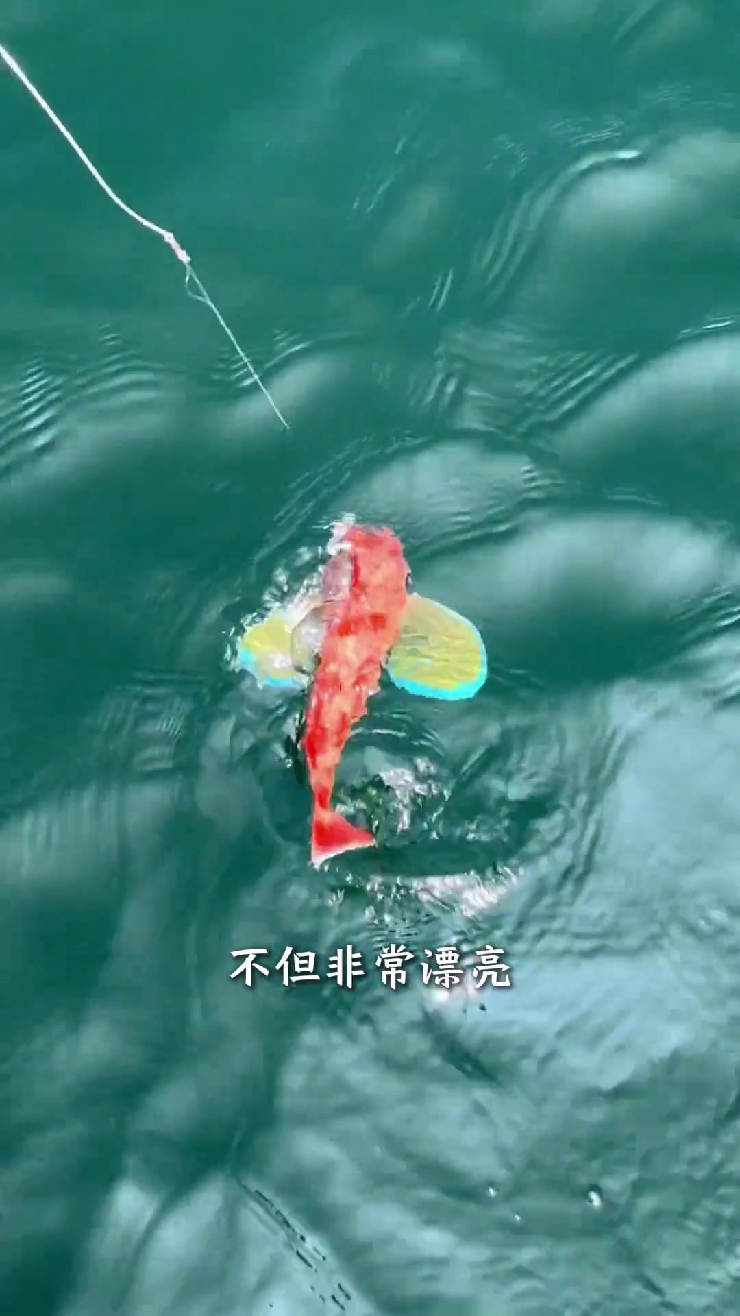 香煎红娘子鱼 红娘子鱼是浙江海边人的口粮鱼,不但肉多刺少