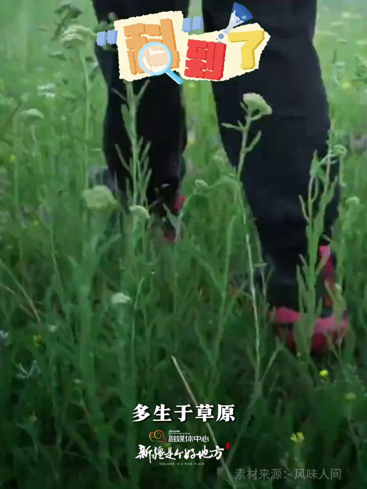 “科”到了丨椒蒿?是辣椒?还是茼蒿?出发吧新疆 新疆美食随机香晕一个没吃过的人