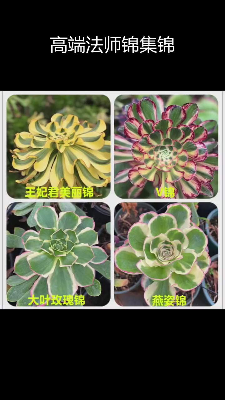 法师锦多肉品种大全,耐心观看