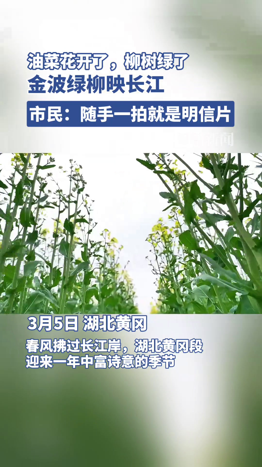 油菜花开了,柳树绿了,金波绿柳映长江,市民:随手一拍就是明信片
