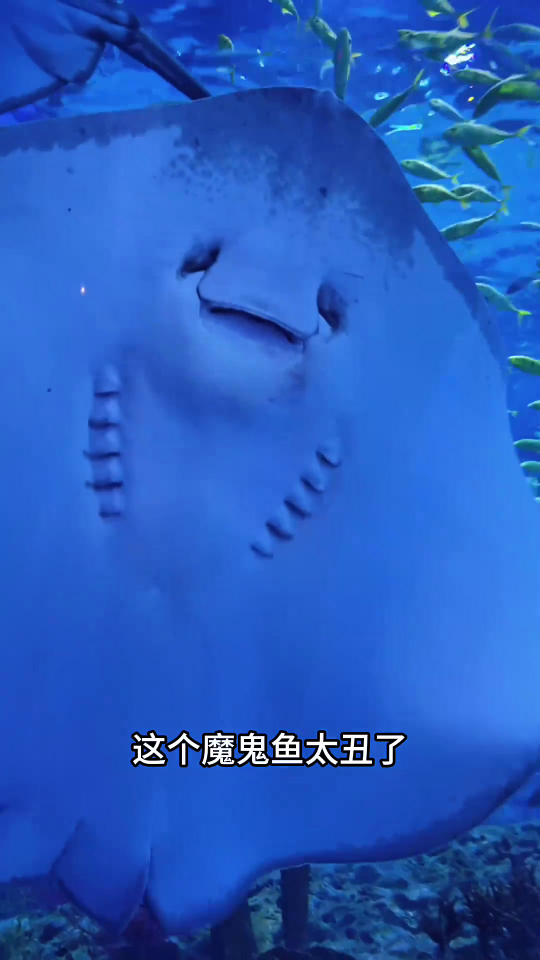 六六来探索海底世界啦,看看有什么发现 亲子日常 宝言宝语 育