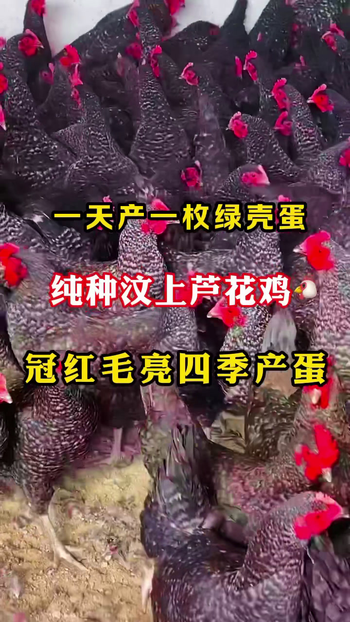 冠红毛亮回家就产蛋的芦花鸡