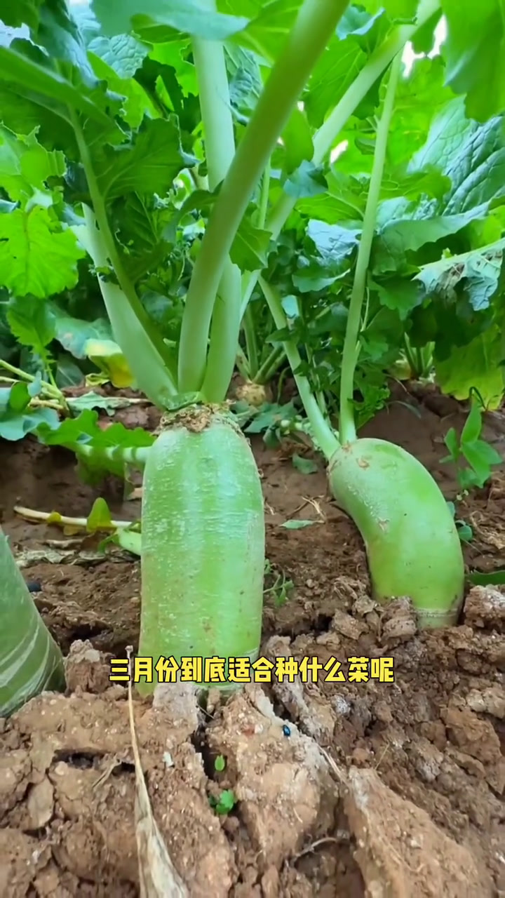 三月份适合种植的蔬菜