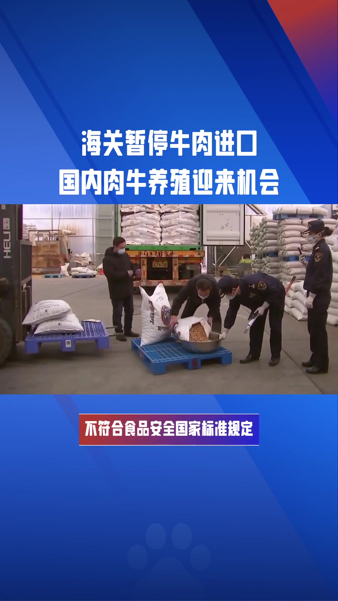 肉牛养殖迎来机会 肉牛好饲料