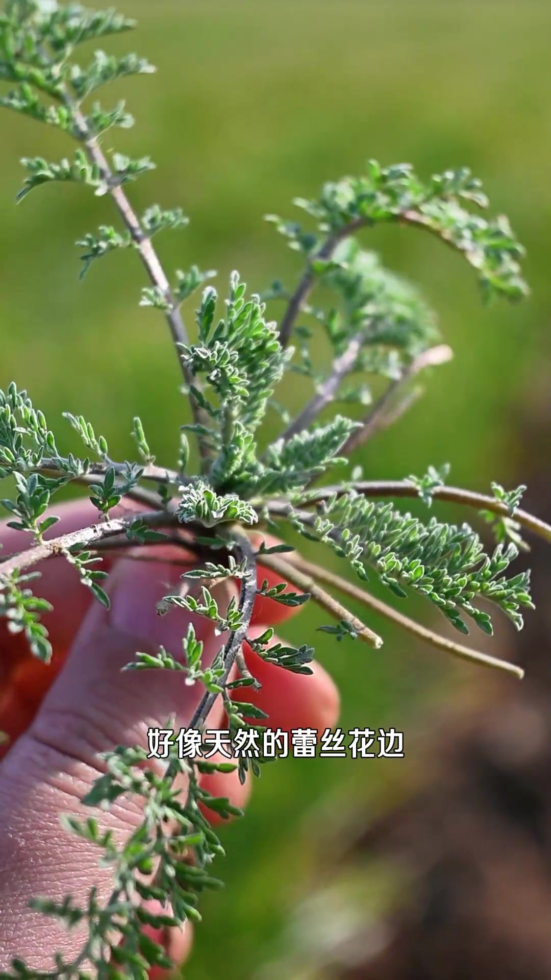 播娘蒿,是祸害?是药材?还是野菜?(十字花科播娘蒿属)