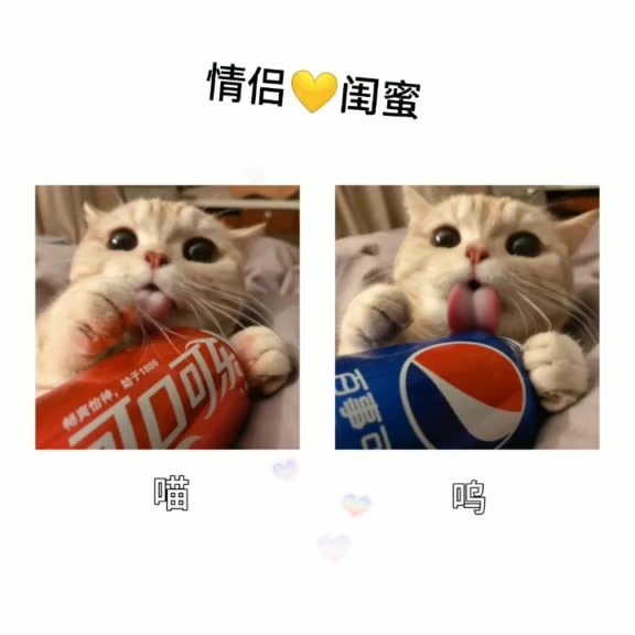 猫咪头像太萌,无法抗拒!