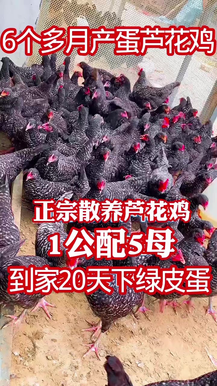 正宗散养芦花鸡到家10就下蛋