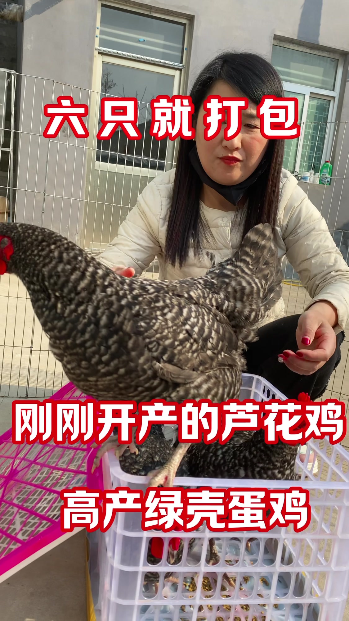 刚刚开产纯种汶上芦花鸡