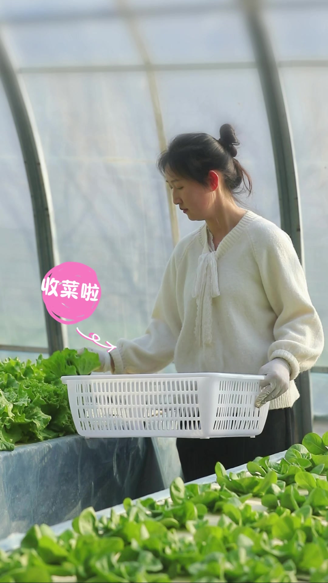 年轻人遇上无土栽培,蔬菜“新势力”崛起 怀柔春早