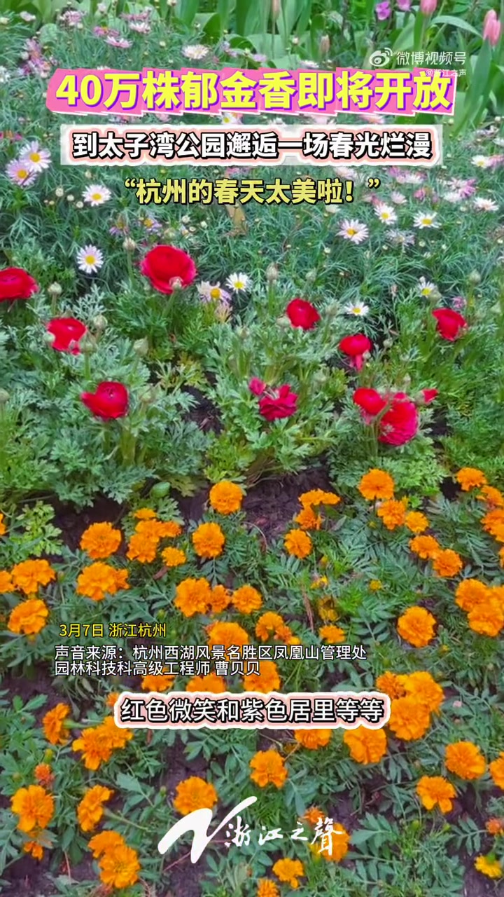 「杭州太子湾郁金香花展今天开幕,40万株郁金香解锁春日限定美景」杭州春天的顶流——太子湾郁
