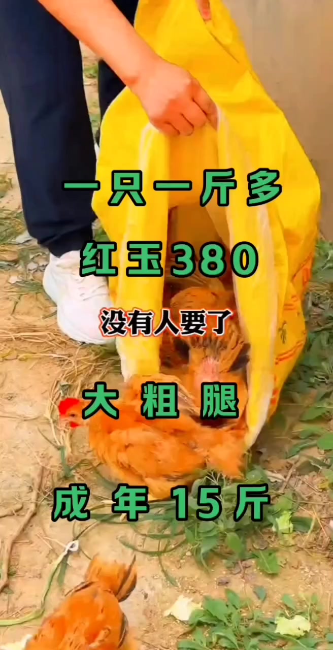 一只一斤多重的红玉380大红公鸡