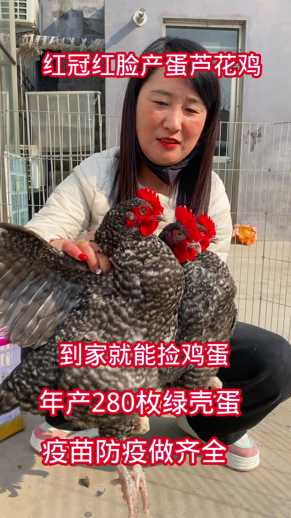 红冠红脸的产蛋芦花鸡