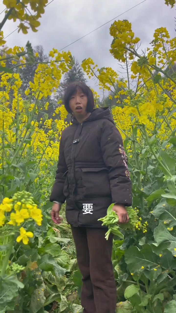 在农村有青菜吃的时候简直吃不完,当想吃的时候又没有