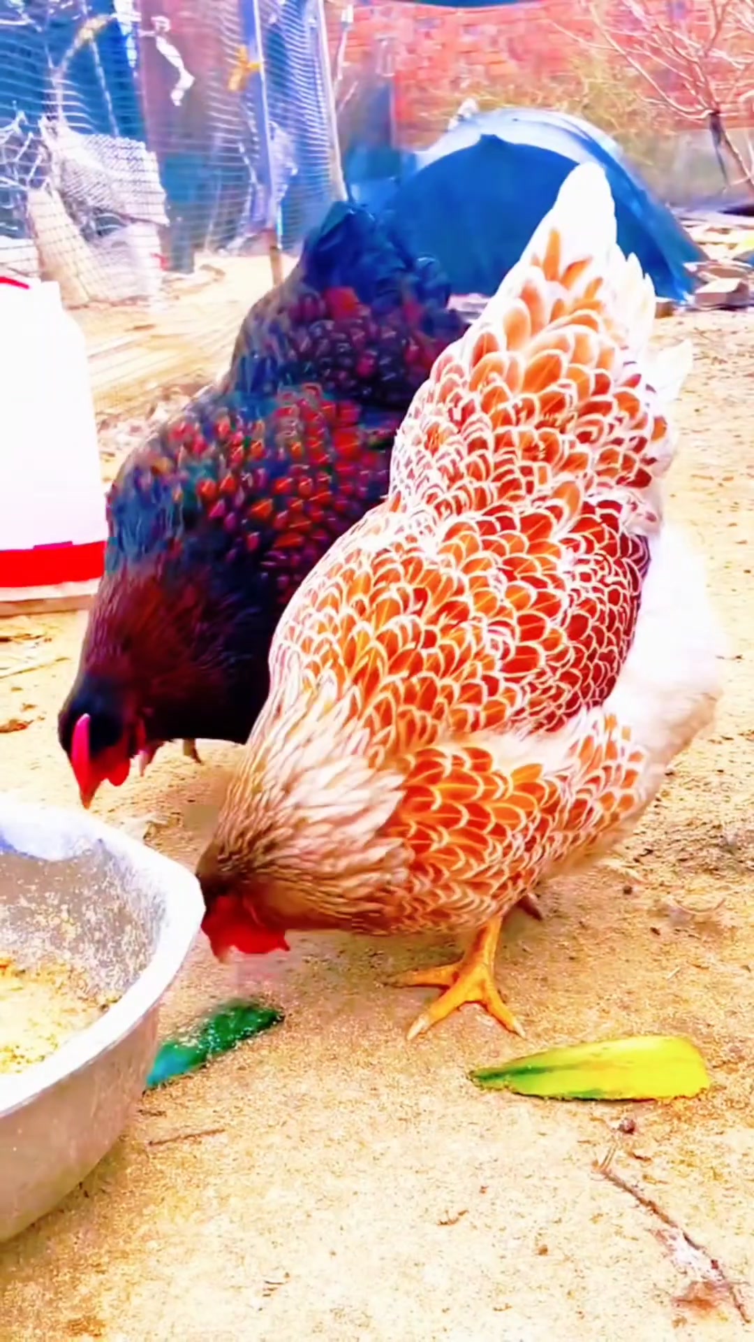 怀特鱼鳞观赏鸡、鸡苗、受精种蛋现货
