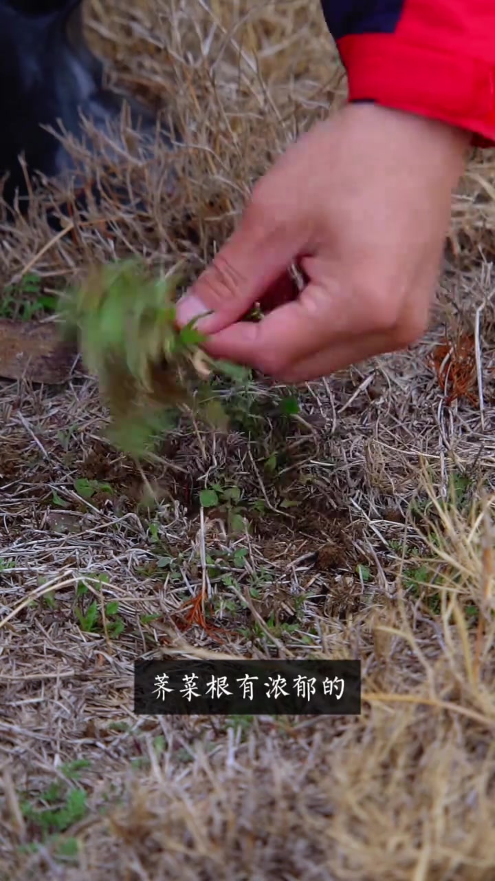 辨别荠菜方法 辨别荠菜教程,闻味道辨别荠菜,挖野菜教程