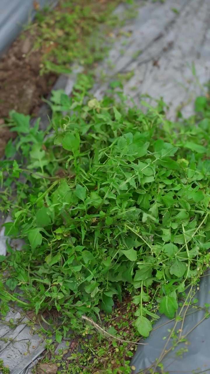 给草莓棚除草,还有意外收获,摘了一大盆荠菜,春天的美味