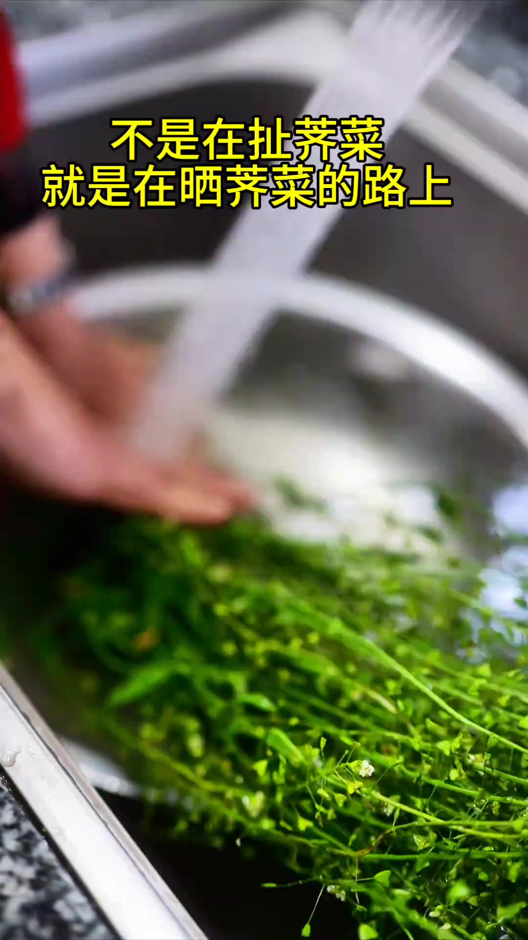 开花带籽的荠菜,洗净晾干用于煮鸡蛋,煮茶水喝都很好