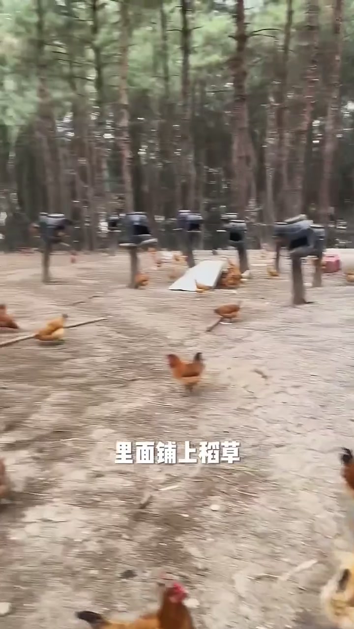 林下养殖鸡窝搭建技巧