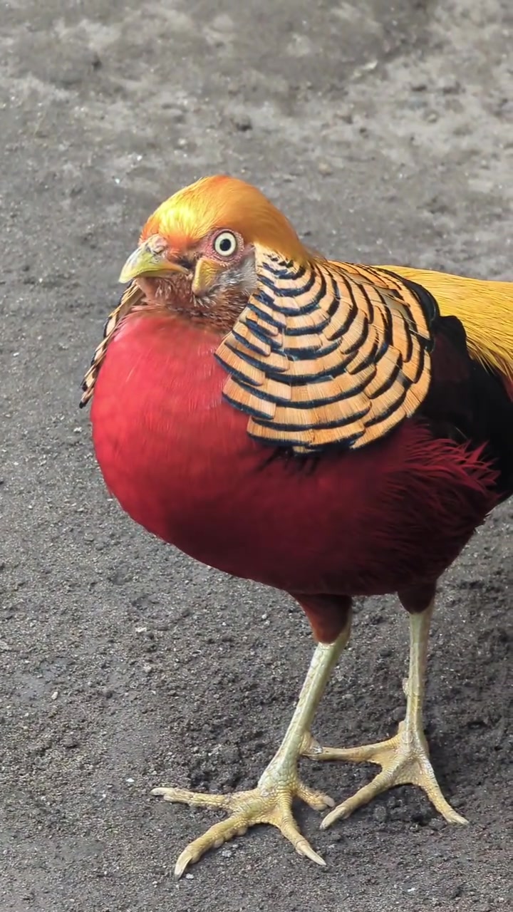 红腹锦鸡叫声