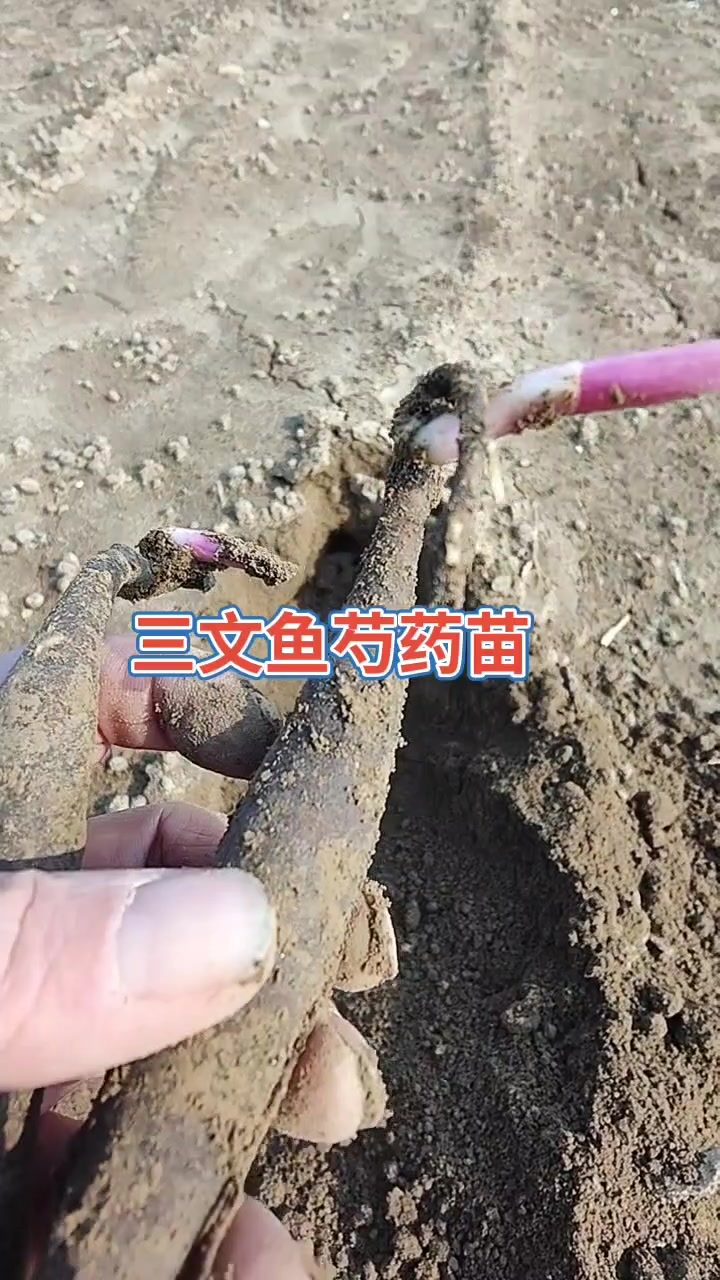 精品观赏切花芍药品种三文鱼