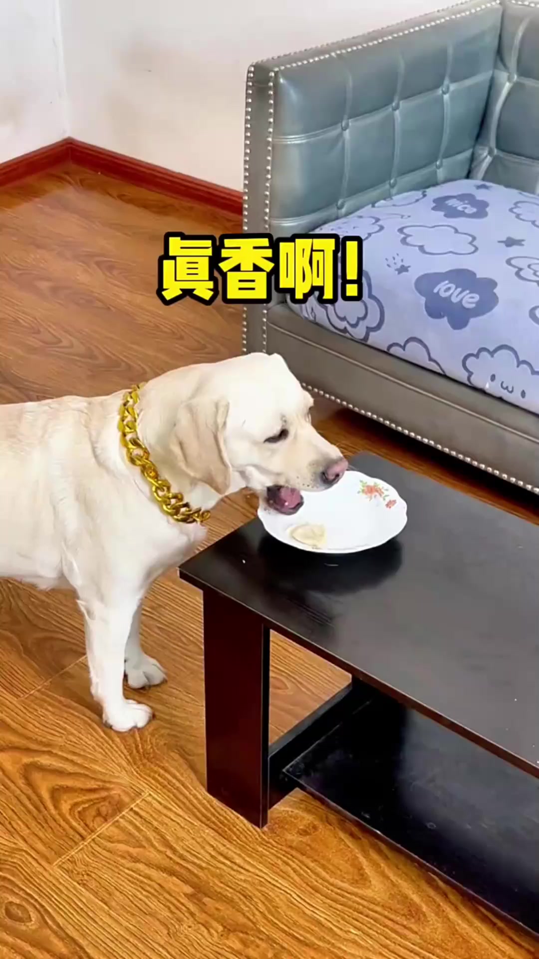 狗子巧妙调虎离山,趁机吃光整盘饺子,实在狡猾可爱!
