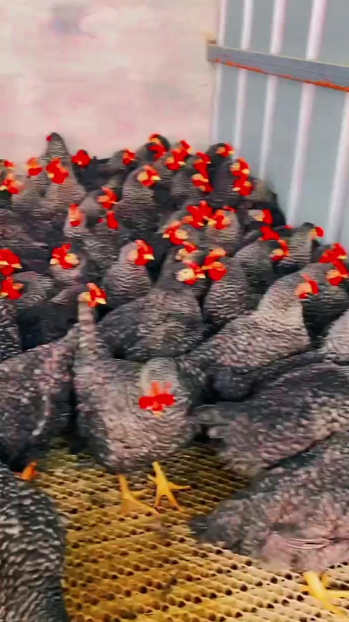 成年下蛋芦花鸡那初十号四