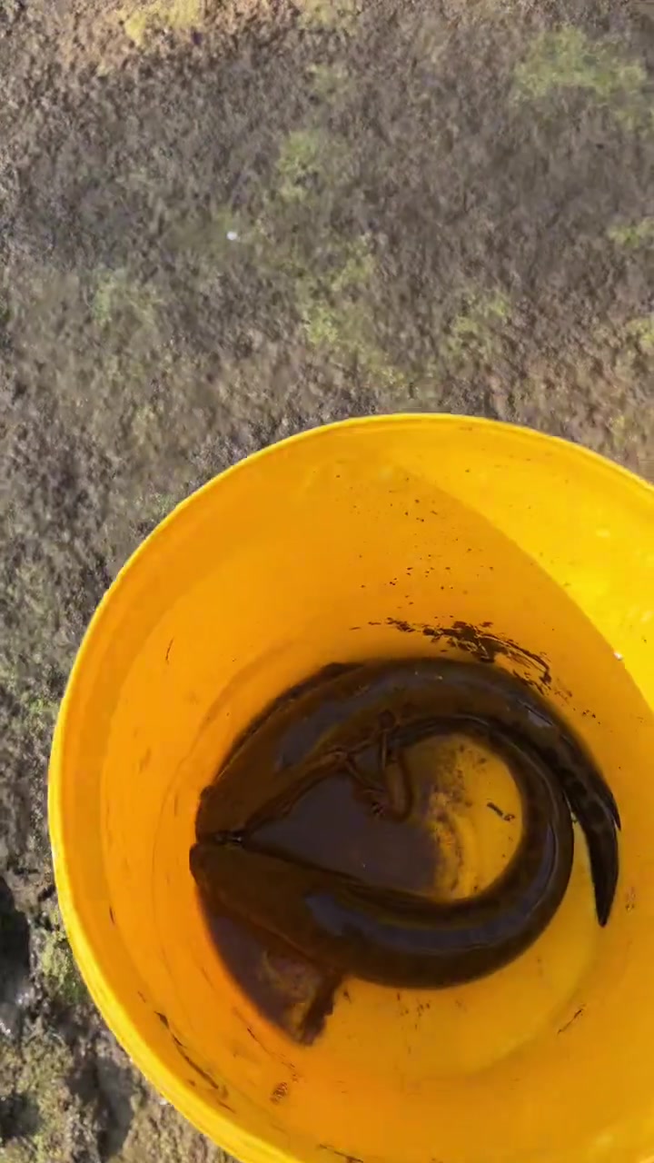 干旱的鱼塘里居然捡到红鲫鱼!