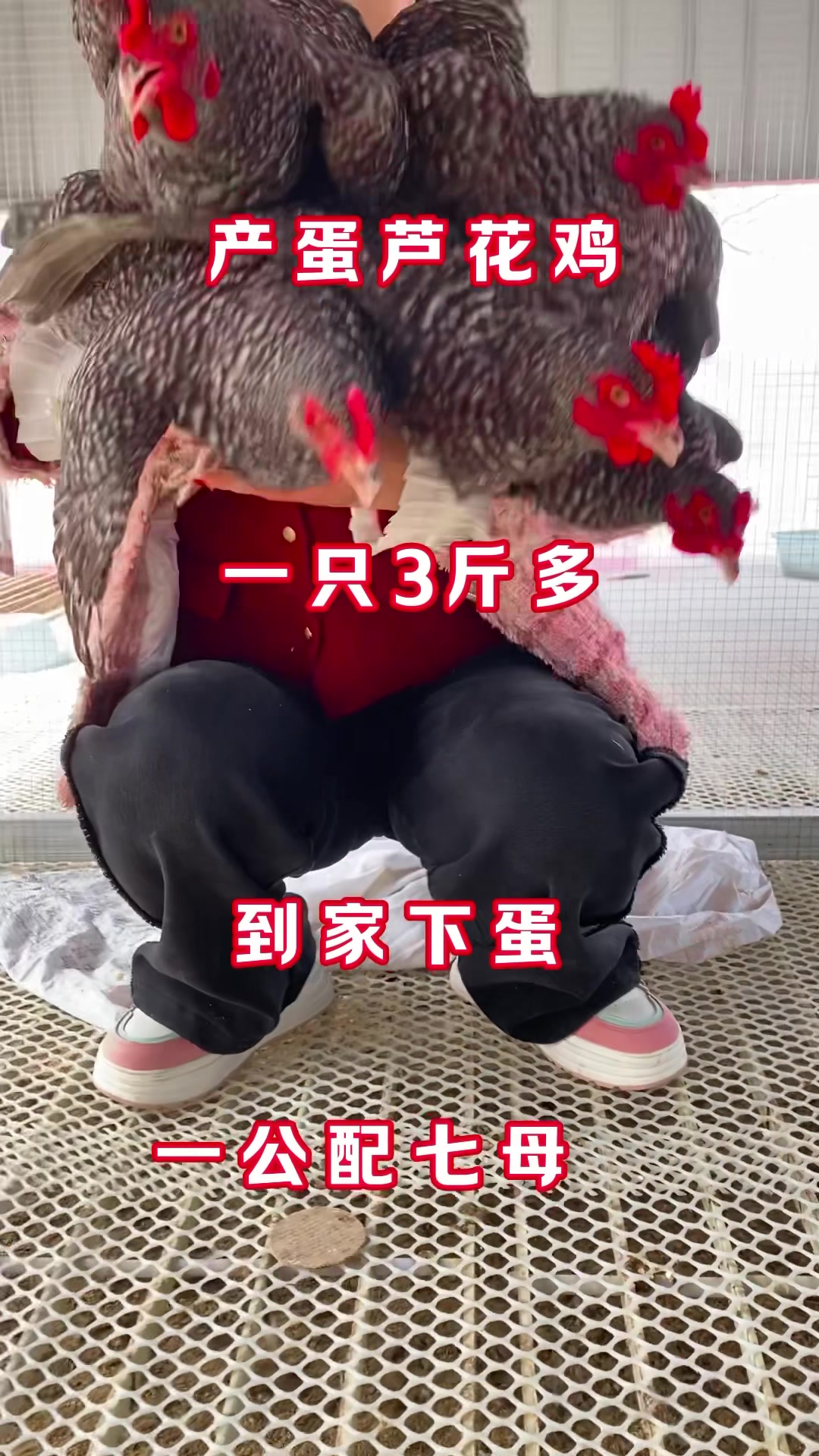 产蛋芦花鸡一只3斤多到家下蛋一公配7母