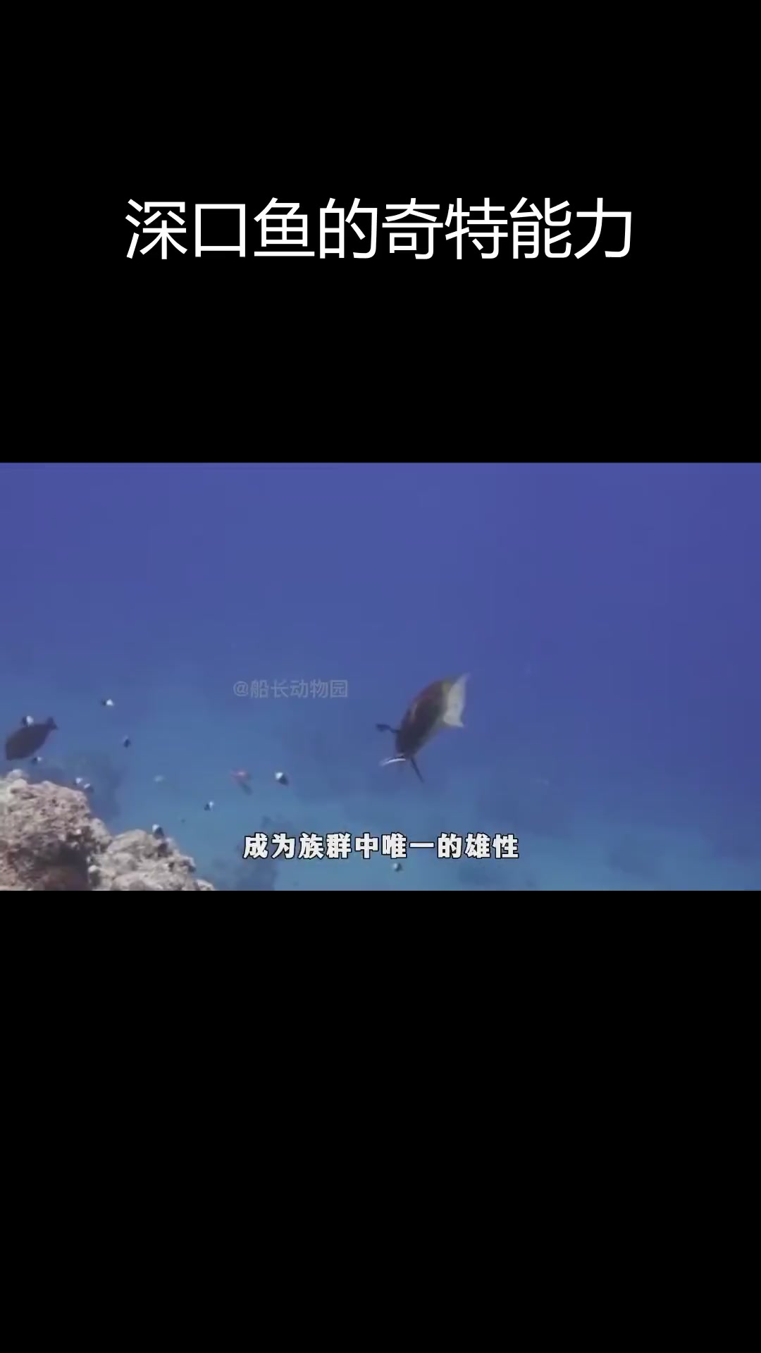 深海怪鱼:伸缩自如的嘴巴与无痛变性,揭秘深口鱼的神奇技能