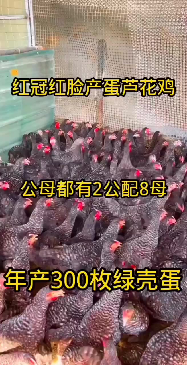公母可以挑成年下蛋芦花鸡