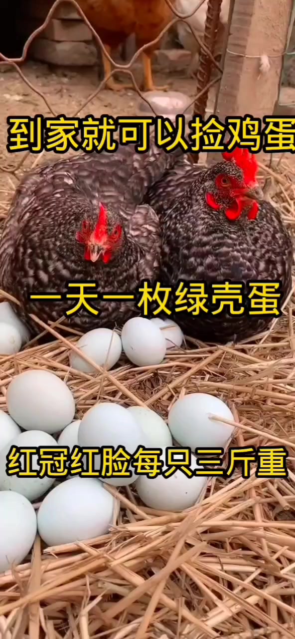 红冠红脸成年下蛋芦花鸡