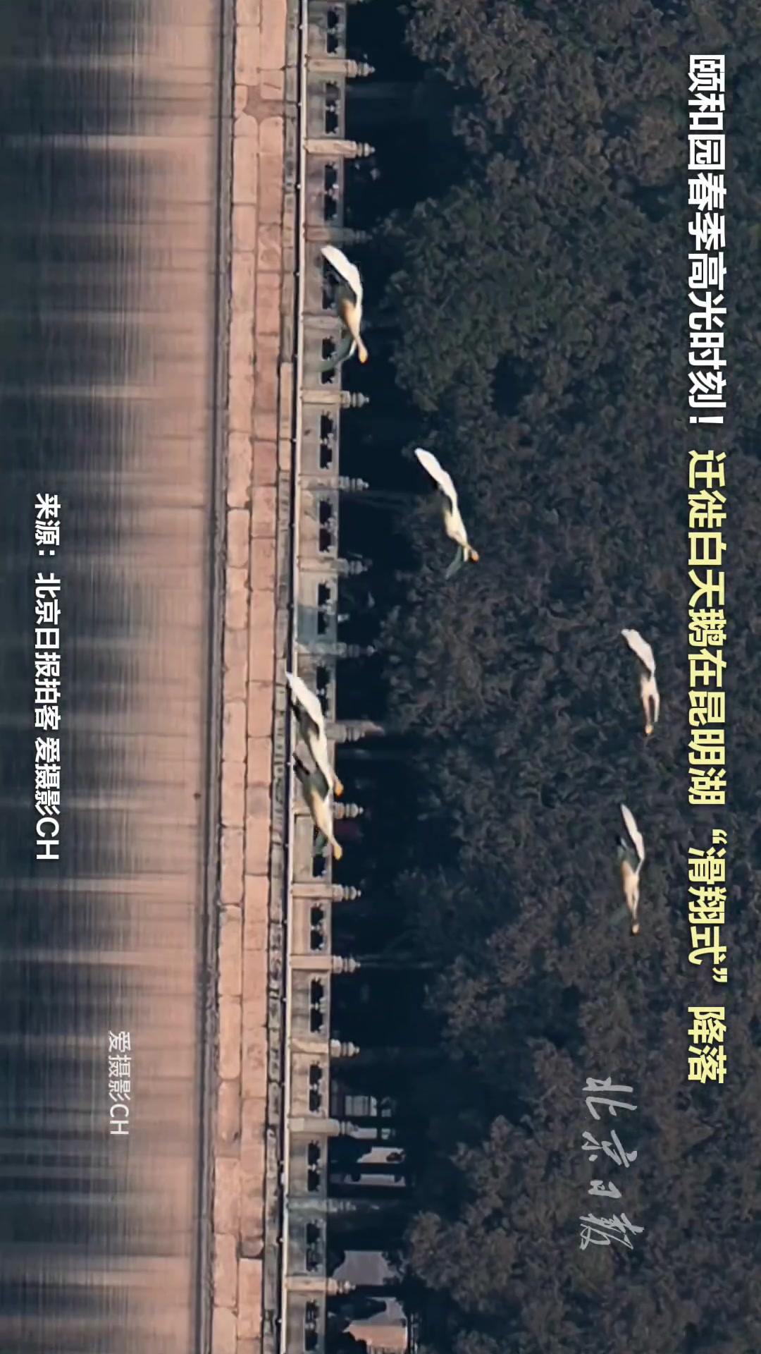 颐和园春季高光时刻!迁徙白天鹅在昆明湖“滑翔式”降落
