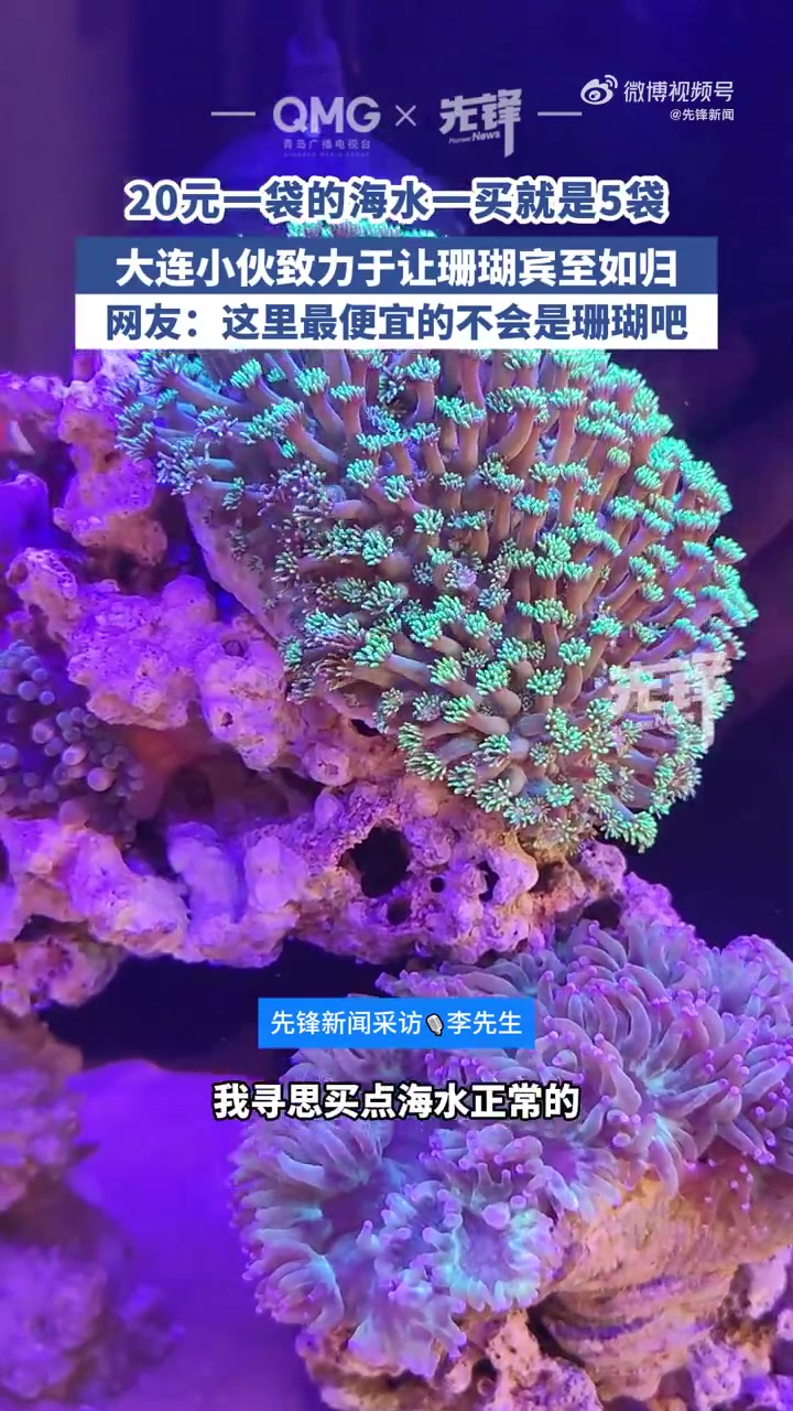 近日,辽宁大连。大连男子专门花钱买海水养珊瑚,每袋含海水10升需20元,5袋可装满家里鱼缸