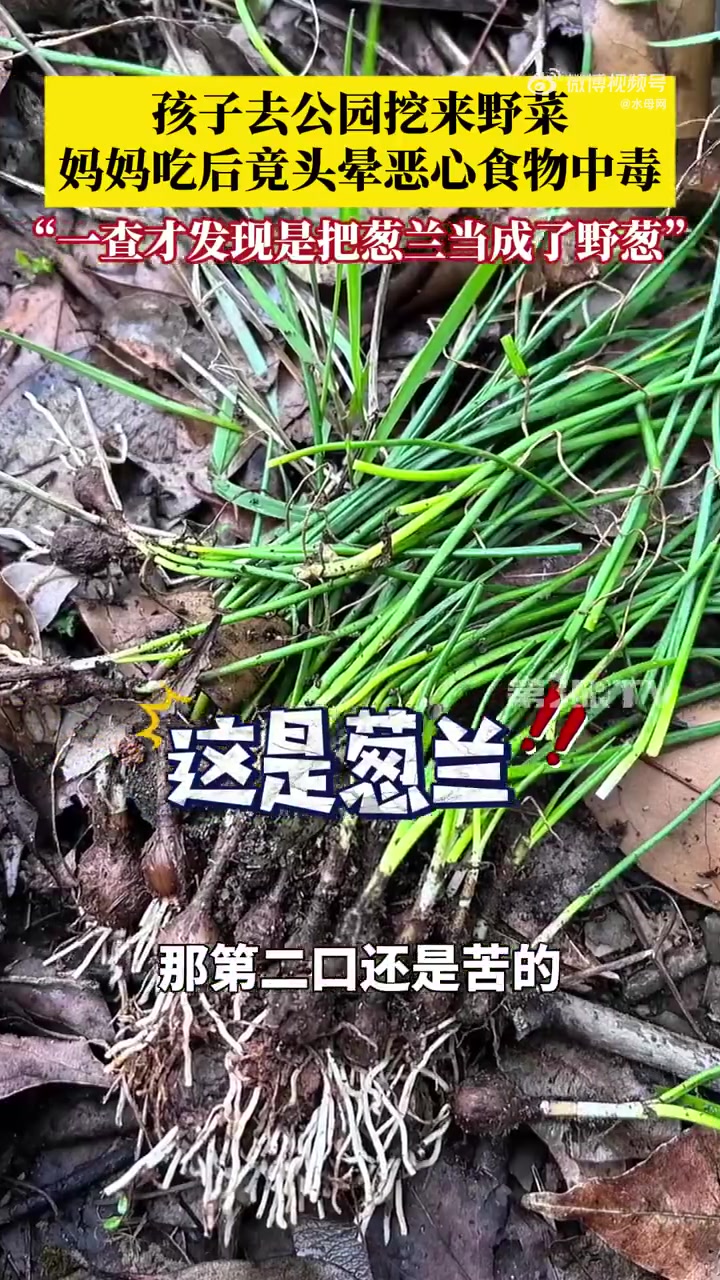 3月8日,江西新余。一位女士的孩子独自前往废弃公园玩耍,看到旁边有人在采摘野菜,便挖了一些