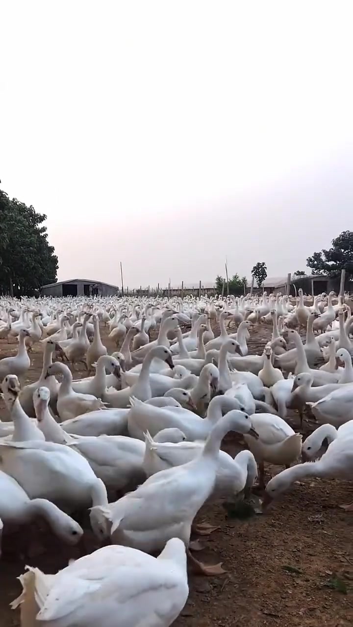 最好养的五种鹅,你知道是啥品种