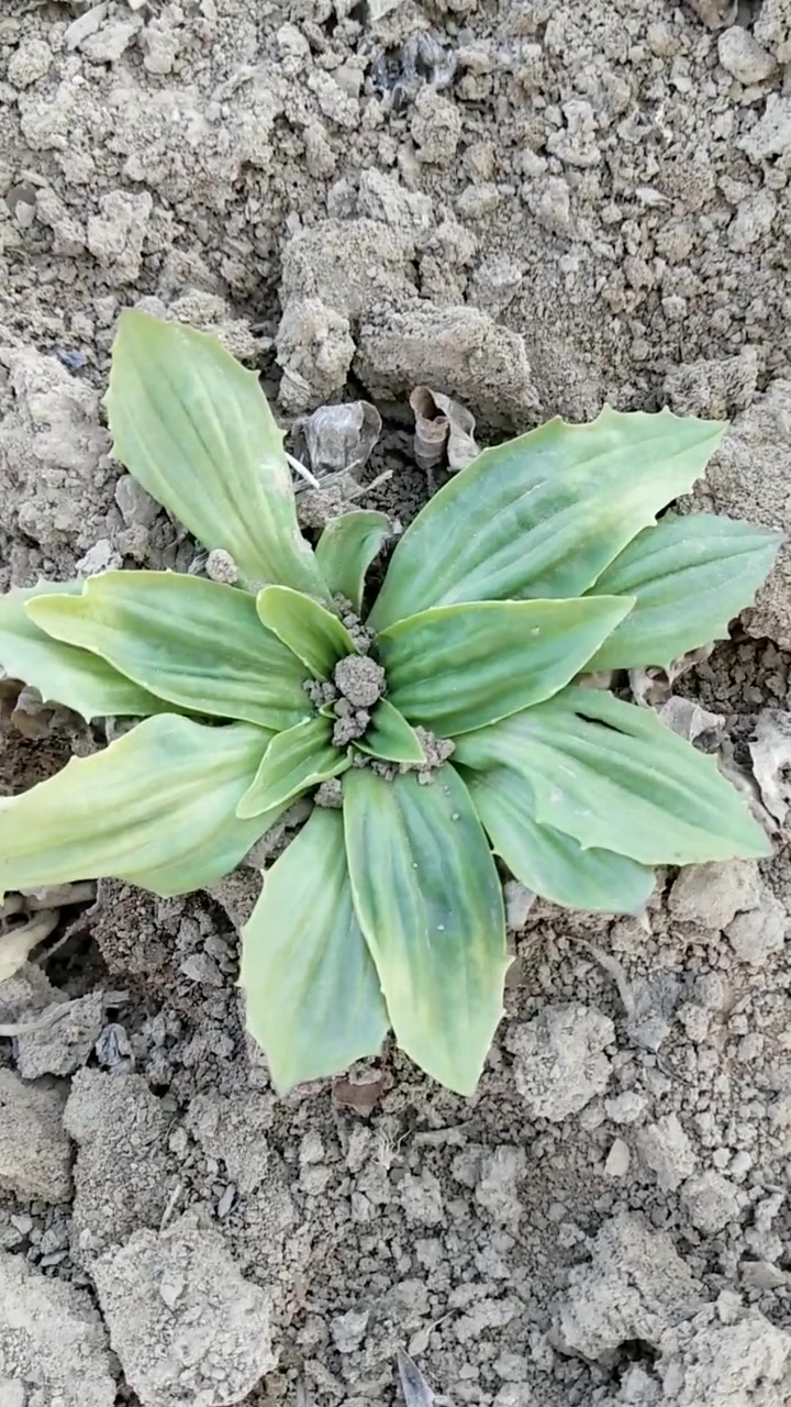 野菜