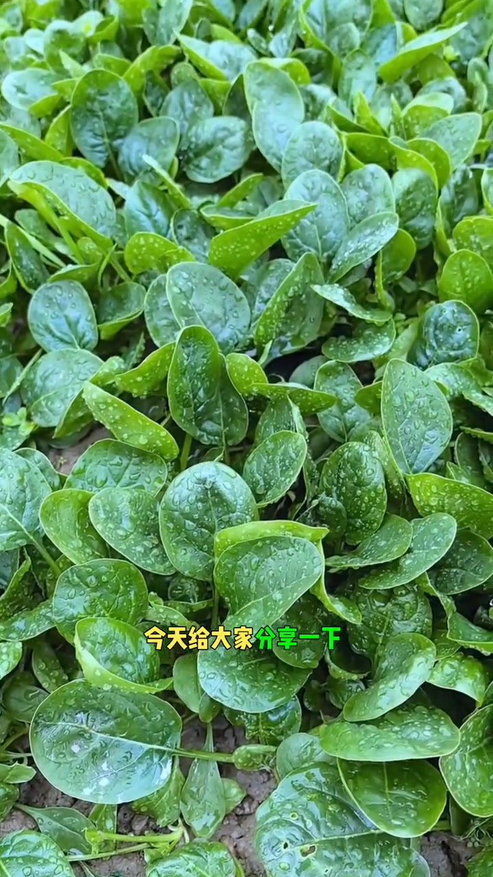 菠菜种植的时间和方法