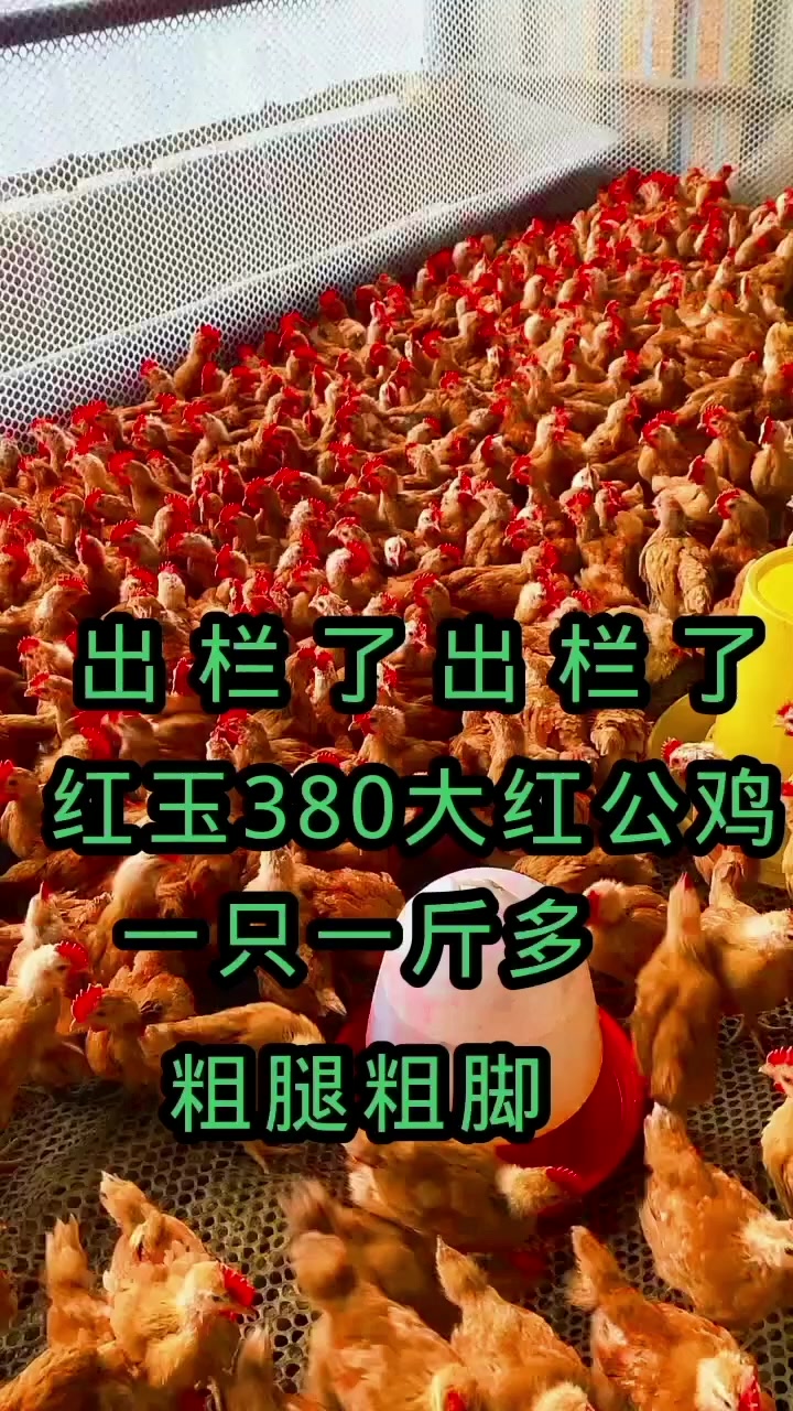 出栏了大红公鸡粗腿