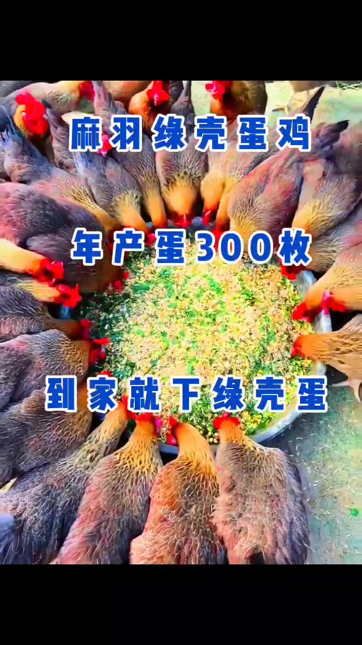麻羽绿壳蛋鸡下的绿壳蛋