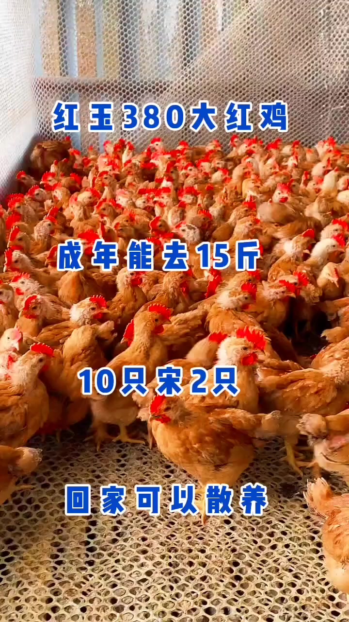 大红玉公鸡长的快喂五谷杂粮