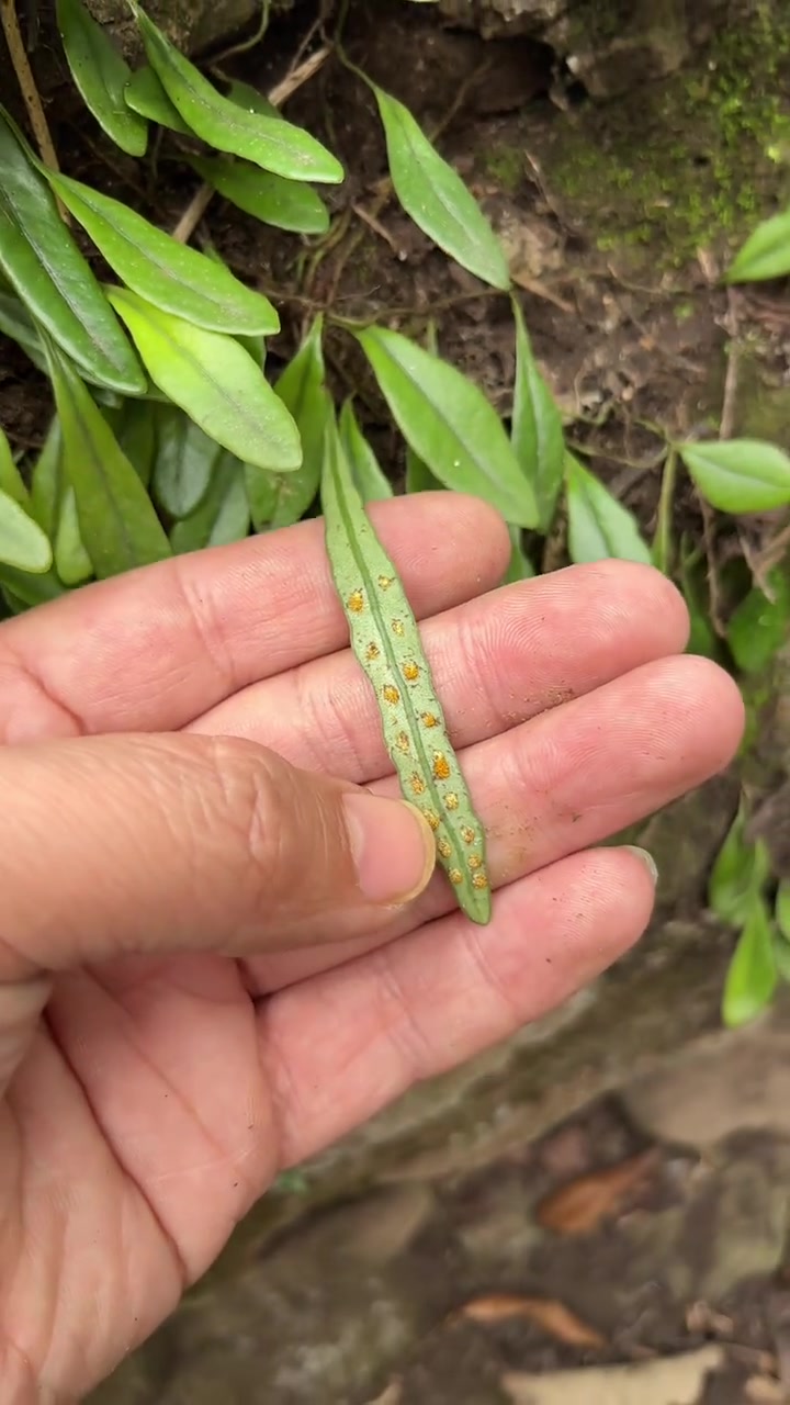 抱石莲 我们这里叫它石瓜子