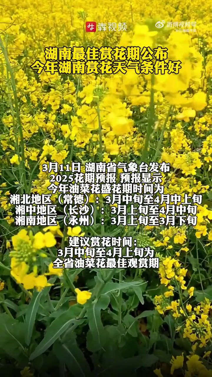 3月11日,湖南省气象台发布2025花期预报。预报显示,今年油菜花盛花期时间为,湘北地区(