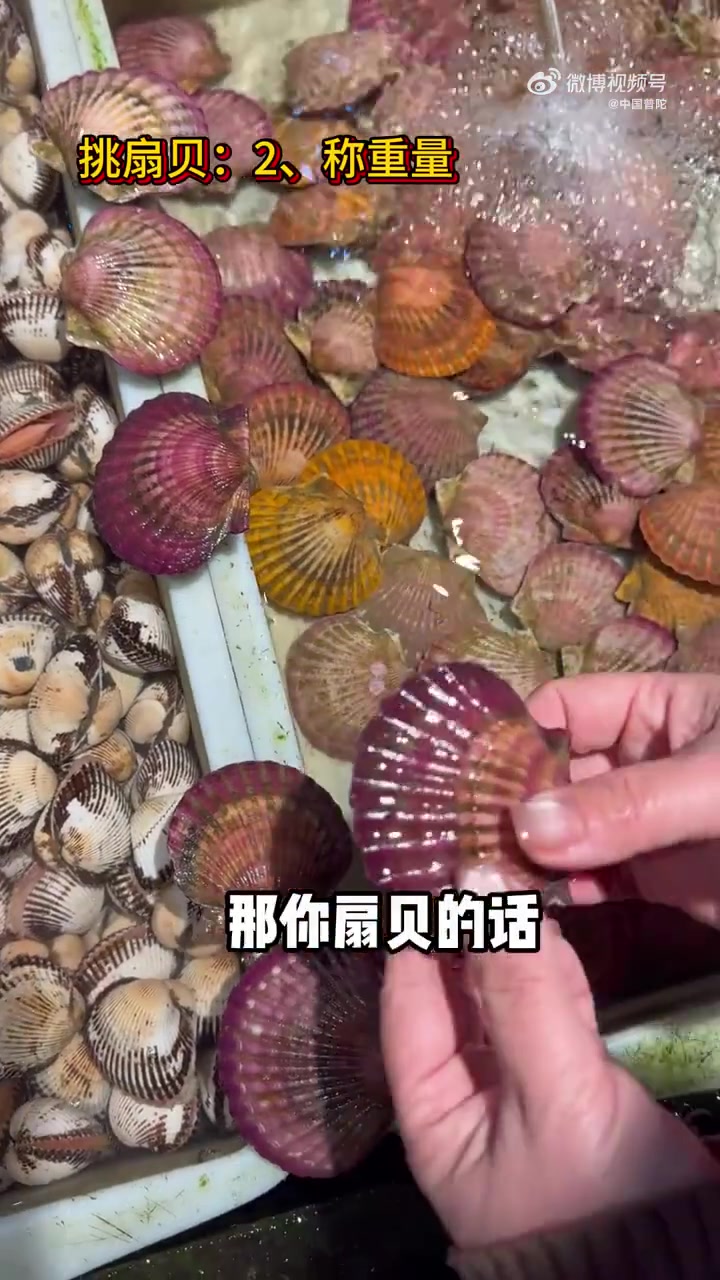 吃海鲜必点的扇贝该怎么挑?沈家门夜排档23号老板娘王晓兰来教你!每年12月到次年3月,是舟