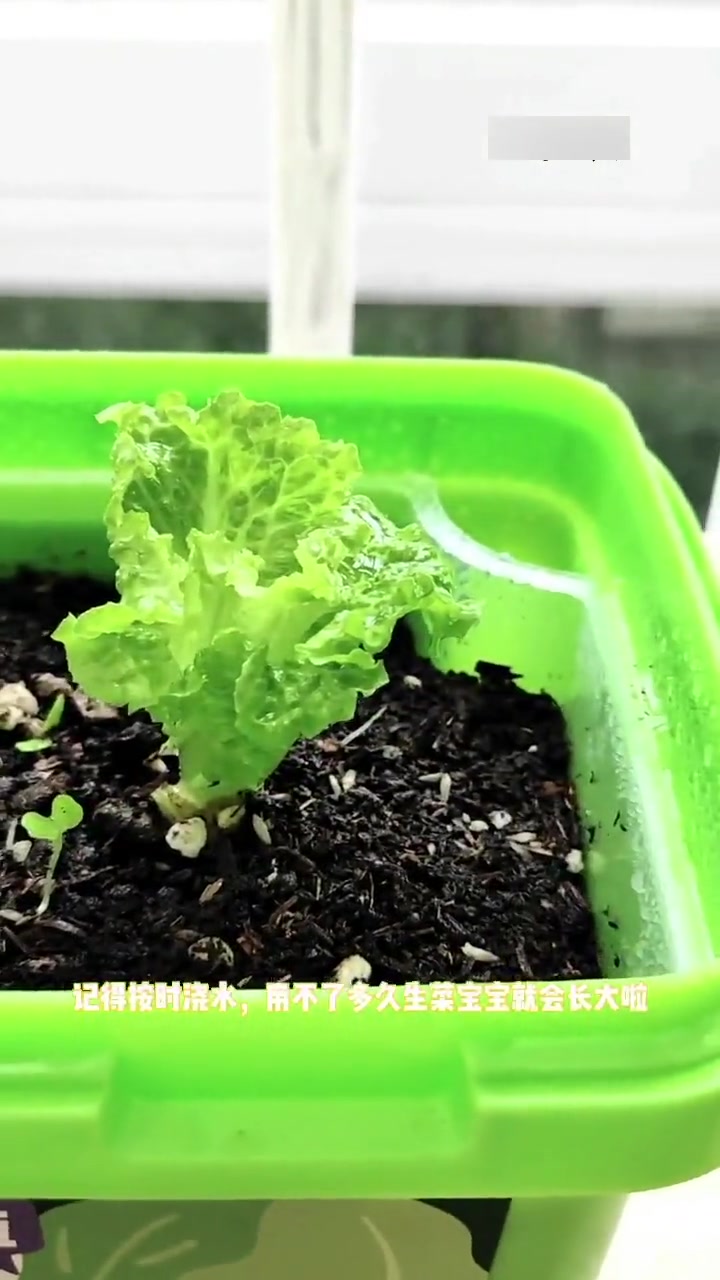 在阳台种生菜,简单步骤教你如何种植