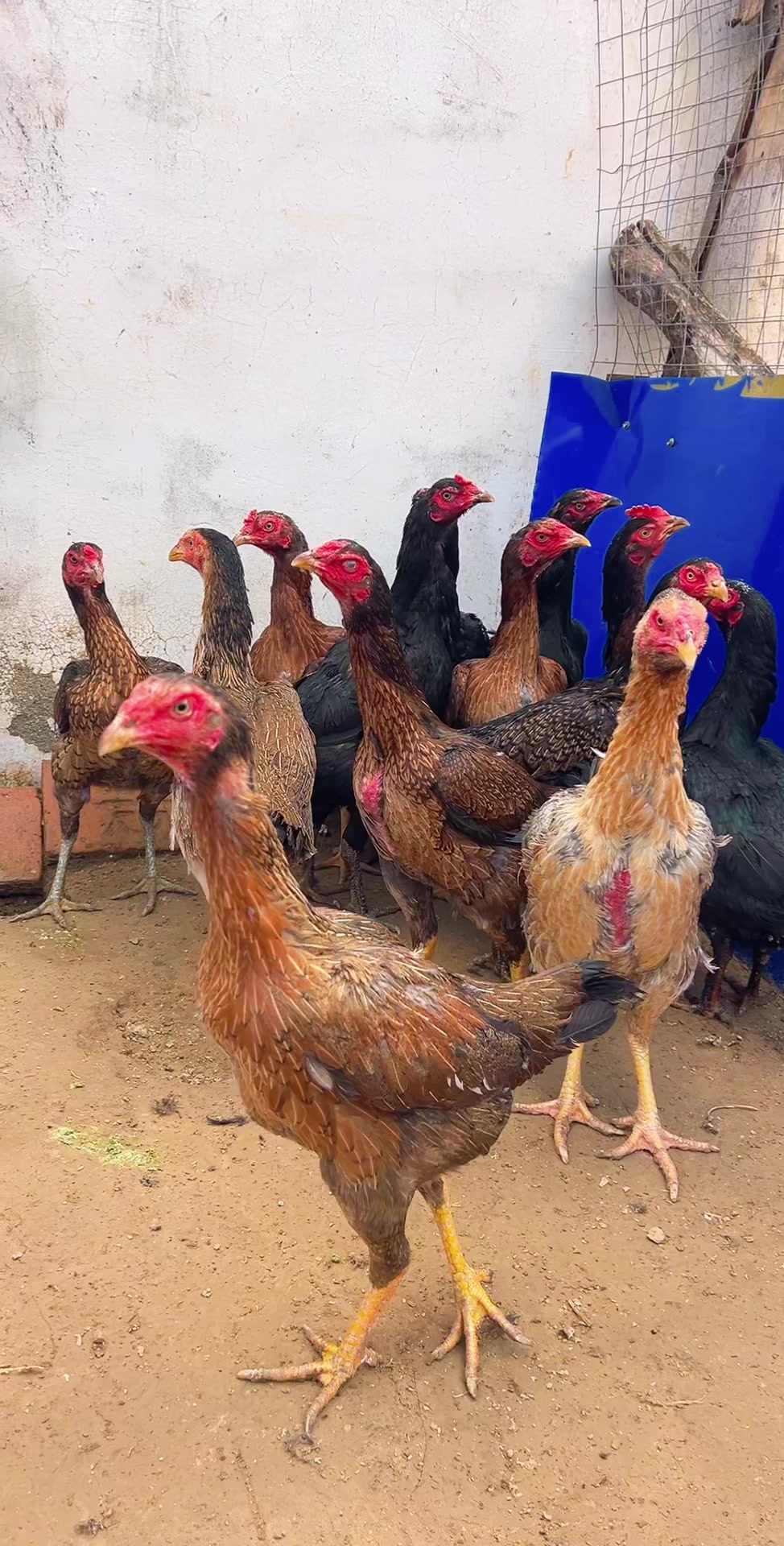 正在产蛋的越南母斗鸡进来欣赏一下吧