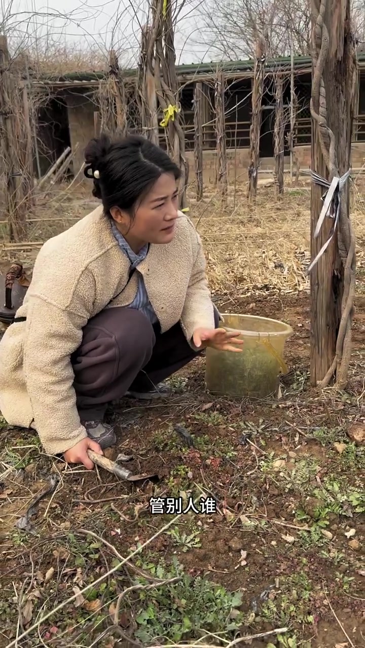 二叔挖荠菜的啊