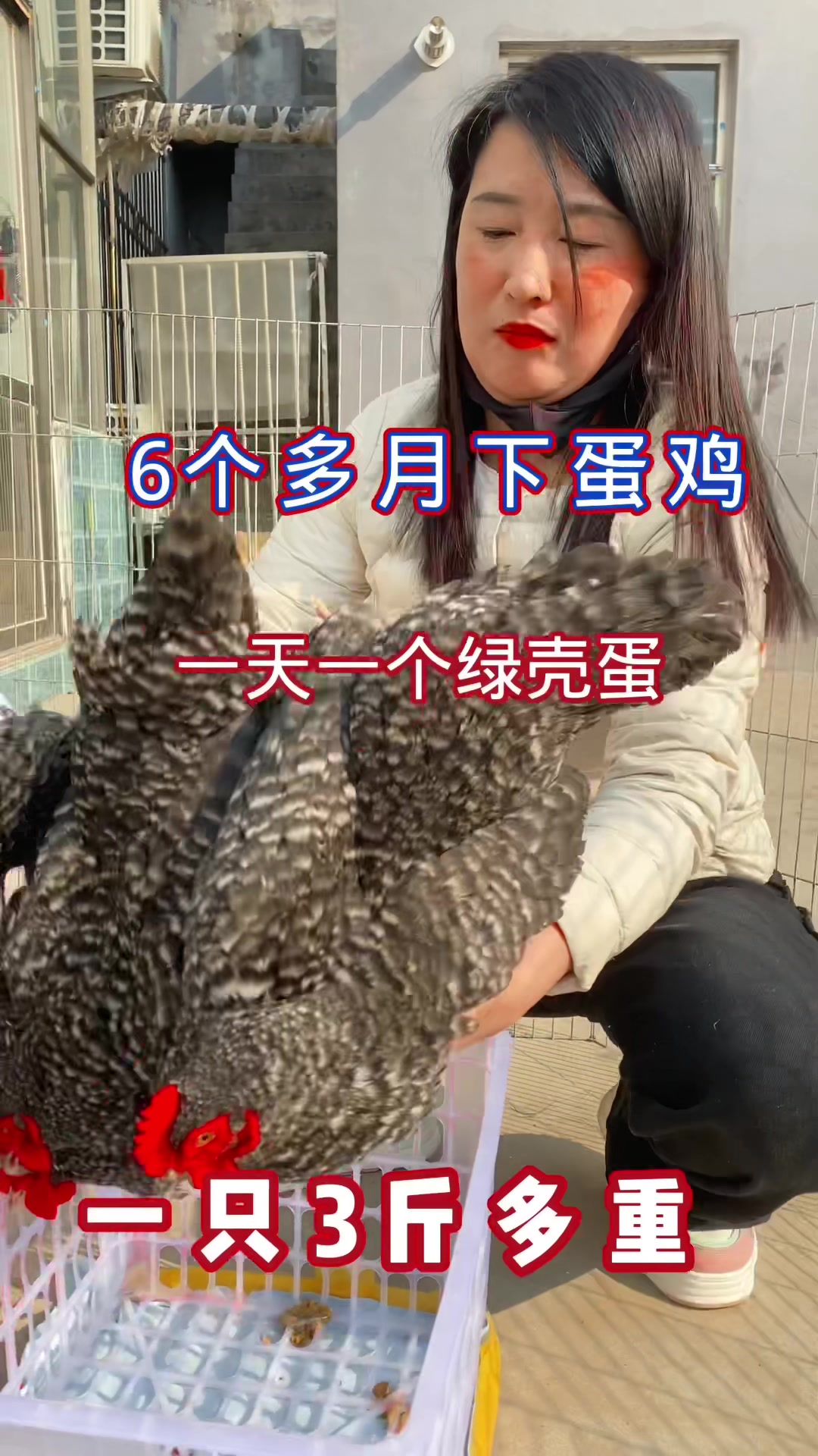 惨了,一颗蛋的芦花鸡,你想养吗?一天也没绿壳蛋年产量300没。